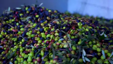 Türkiye'den 60 Milyon Dolarlık Zeytin İhracatı