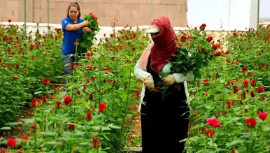 Anneler Günü'nde Gül Fiyatları: Serada 5 TL, Çiçekçide 100 TL!