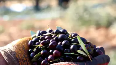 Marmarabirlik, Üreticilere 800 Milyon TL Ödeme Yapıyor