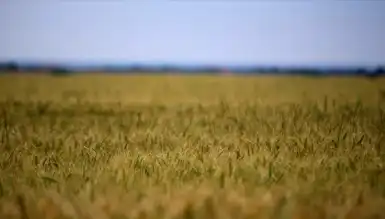 Tarım Girdi Maliyetleri: Alarm Zilleri Çalıyor