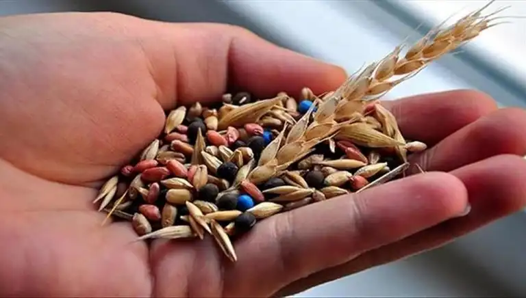 14 Tohum Üreticisine Rekabet Soruşturması