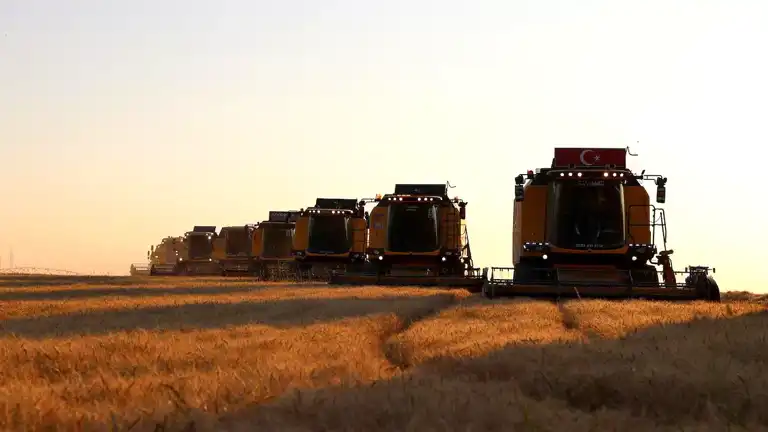 Ceylanpınar'da Buğday Hasadı Başladı!